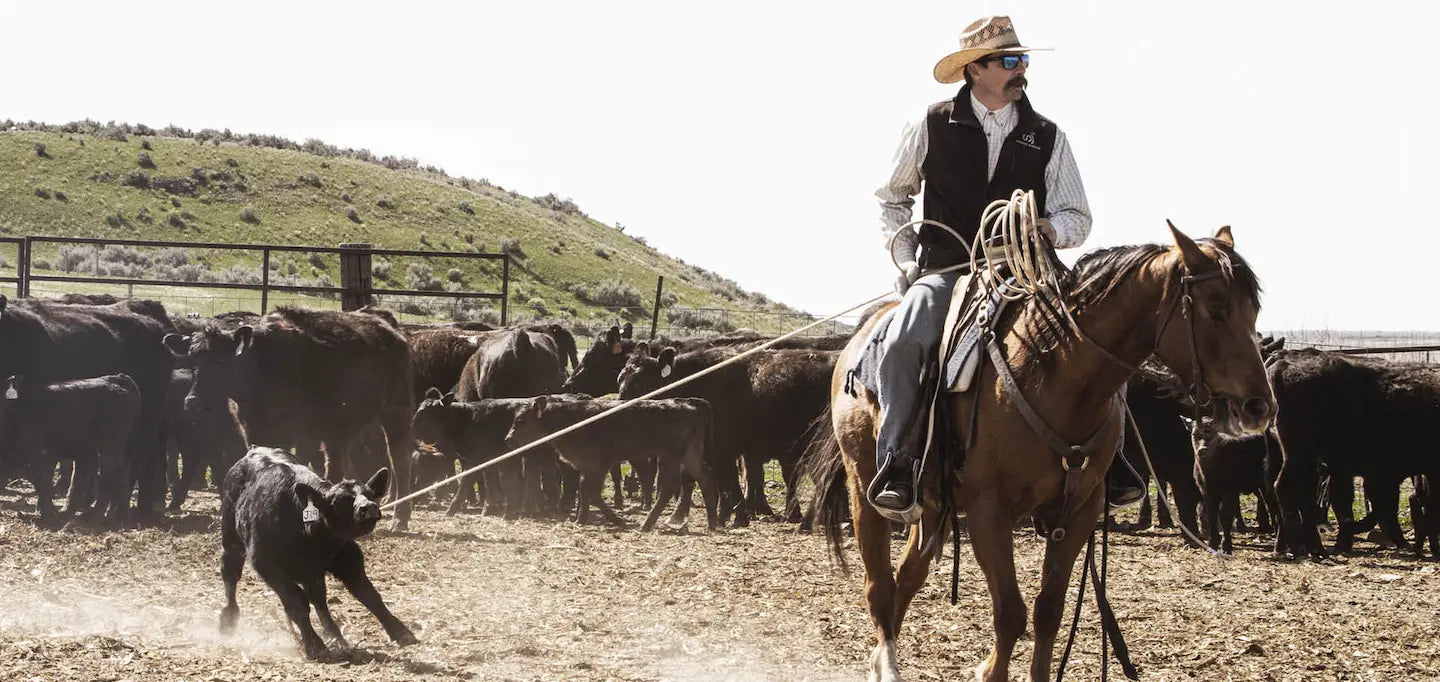 Cowboy dragging calf to fire on horse