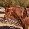 248 German Martingale AD8059HL