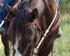 437 Harness Browband Headstall w/ Tied Ends